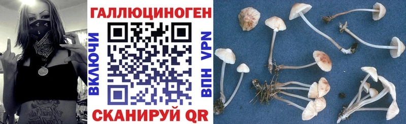 Псилоцибиновые грибы Psilocybine cubensis  Новомичуринск 